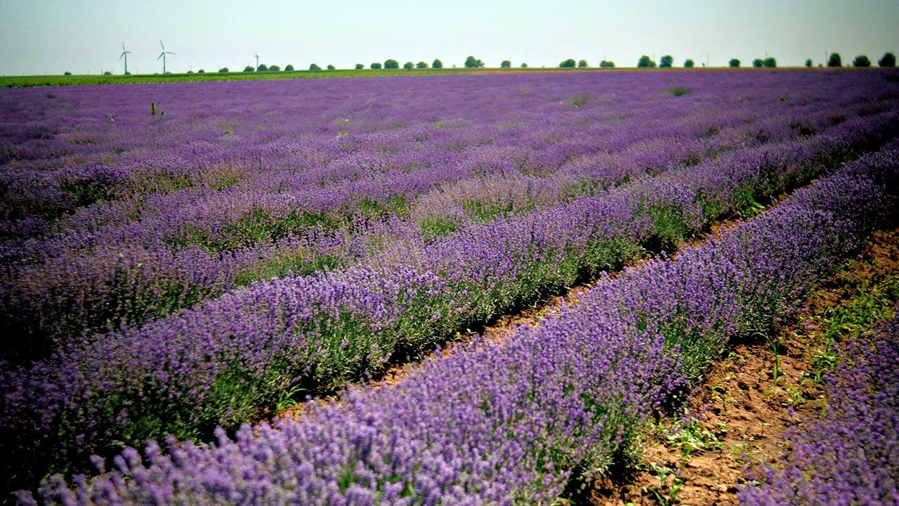 Lavender fields in Bulgaria